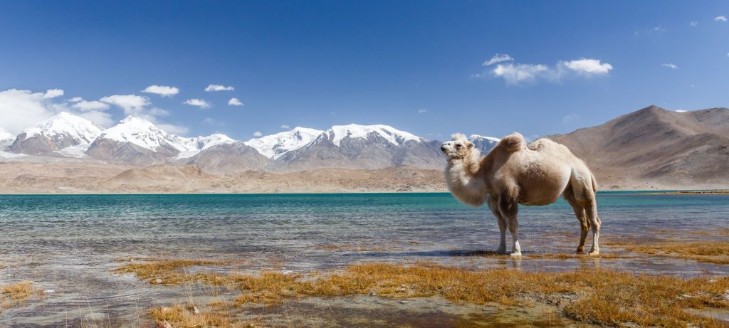 Kitajska - jezero Karakul - kamela - Pamir gore v ozadju