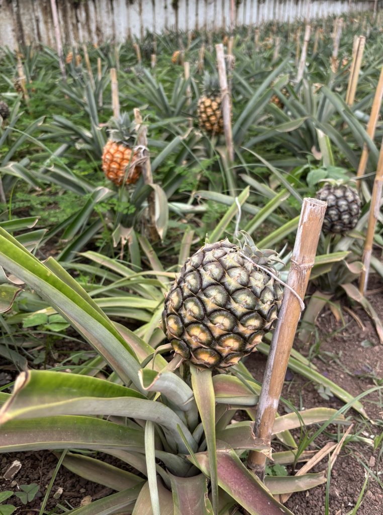 This image has an empty alt attribute; its file name is Azori_Sao-Miguel_ananas2-762x1024.jpg