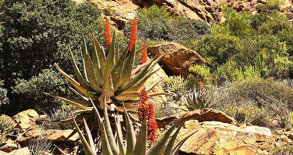 Oskarjeva Južnoafriška republika