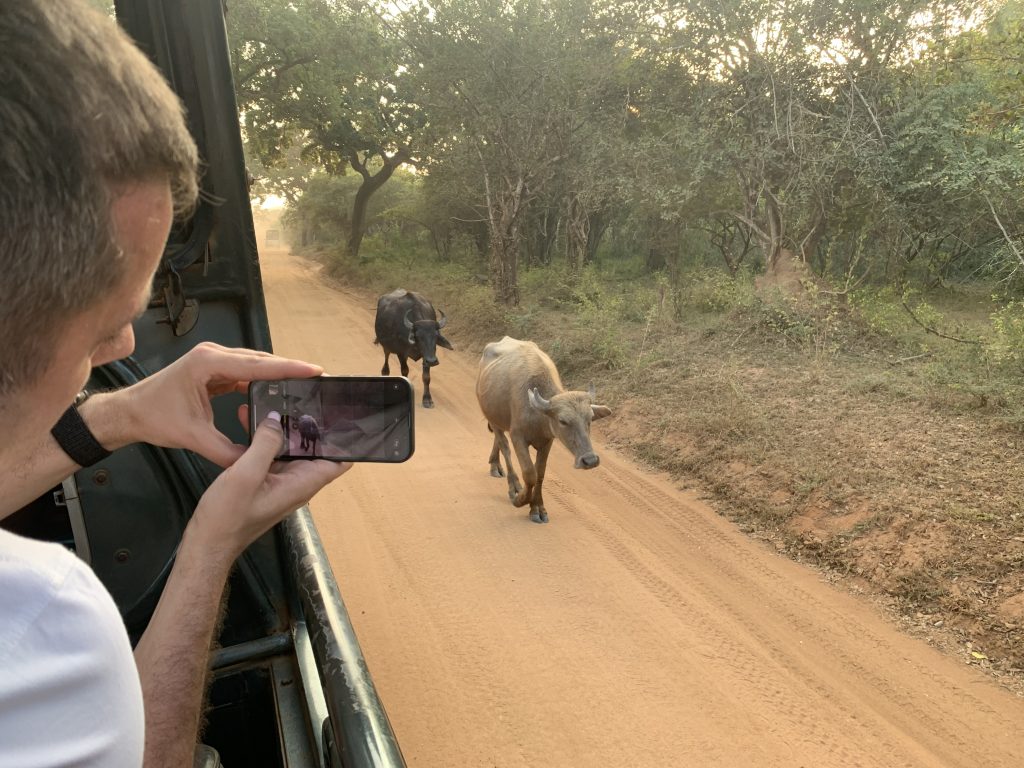 Person in a vehicle uses a smartphone to photograph two cows walking toward the camera on a dusty rural dirt road, trees lining the path
