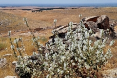 Vzhodna Turčija. Gobeklitepe. Brezčasna pokrajina gornje Mezopotamije, scena neverjetne zgodbe; a več o njej na kraju samem.