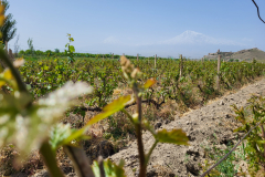 Pogled na Ararat