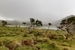 Azori-Endemicna-Erica-Azorica