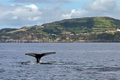 Azori-Opazovanje-kitov-in-kit-glavac-tik-pred-potopom