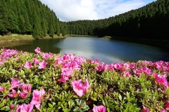 Azori-Spomladanski-krajolik-Sao-Miguel