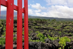 Azori-Unescovi-vinogradi-Pico