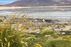 Bolivija - laguna Blanca