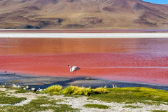 Bolivija - laguna Colorada in flamingo