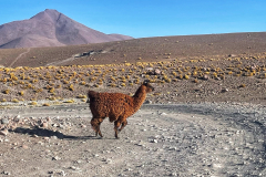 Bolivija-lama