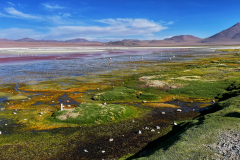 Bolivija-laguna Colorada