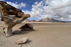 Bolivija-skalno drevo