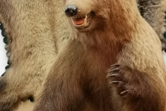 Dežela medveda - Loški Potok