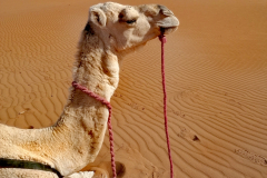 Dragulji južnega Maroka - fotografije  sopotnice