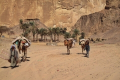 Sinaj-Beduini so samobitni sinovi puščave