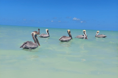 Holbox-Punta Mosquito-pelikani