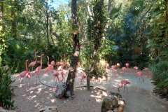 Park-Xcaret flamingi
