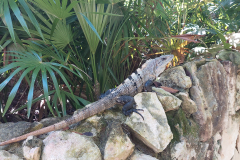 Park Xcaret-legvan