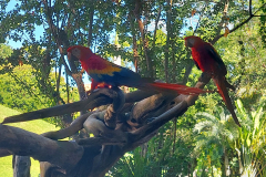 Park Xcaret-papige