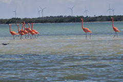 Rio Lagartos-flamingi 