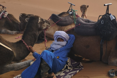 Južni Maroko, Erg Chegaga, vodič kamel pri počitku