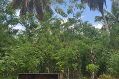 Na Sejšelih srečamo veliko vanilijevih plantaž