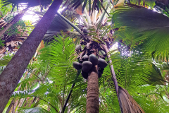 Zakonsko zaščiteni Morski kokosi so ograjeni in ne pridemo do njih