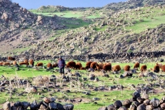 še en sošolec, ki je ostal