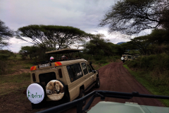 Safari po savani