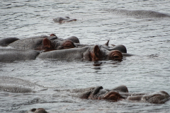 Kenija - safari in počitnice-hippo