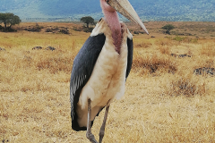 Ostanek jurskega parka, ngorongoro