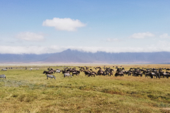 Pester živalski svet, ko imaš občutek, da si ujet sredi dokumentarnega filma, ngorongoro krater