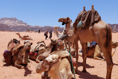 Jordanija - kamele kraljic - puščave