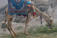 Kapadokija -kamela - foto Mia-Zupančič