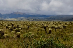 06.-Paramo-poseben-ekosistem-flore-in-favne-kateri-se-lahko-cudis-v-nekaterih-drzavah-latinske-Amerike...tudi-v-Kolumbiji.