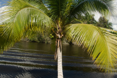 Palma je kubanski narodni simbol