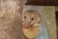 Dežela-medveda-08-07-2020-20