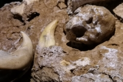 Dežela-medveda-08-07-2020-21