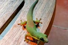 Gekon