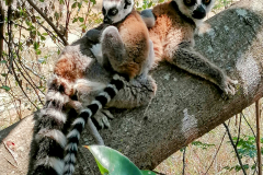 Obročastorepi lemur - maki
