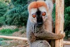 Rjavi lemur