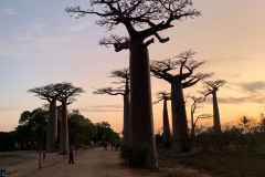 Avenija baobabov