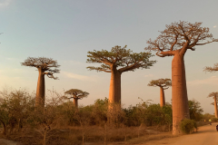 Avenija baobabov