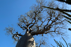 Baobab od spodaj