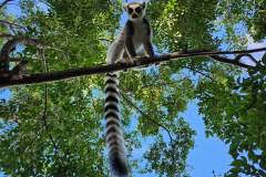 Lemur na drevesu