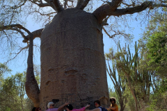 Objemamo baobab