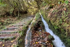 Madeira-verada Ribeira-de-Janela