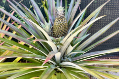 Maldivi - ste se kdaj spraševali kako raste ananas.