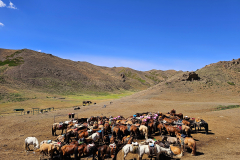 Brez konjev ni Mongolije