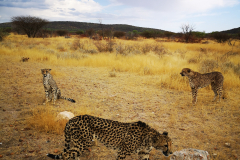 Gepard Namibija