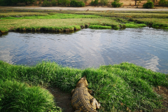 Krokodil
